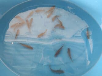 betta balıq: Balig 19 ededi kalp baligi — 6