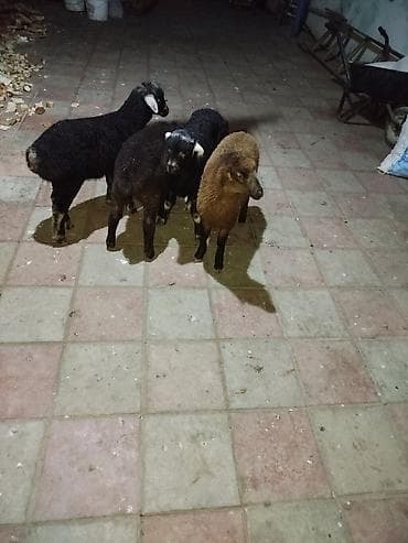 Quzular satılır - Növ: yerli qoyun/quzu - Say: 4 baş - Rənglər: qara