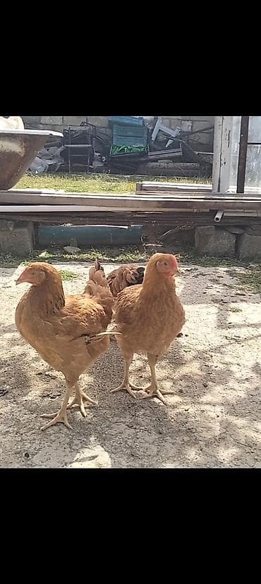 en ucuz itler: Toyuq, Yumurtalıq, Ünvandan götürmə — 1