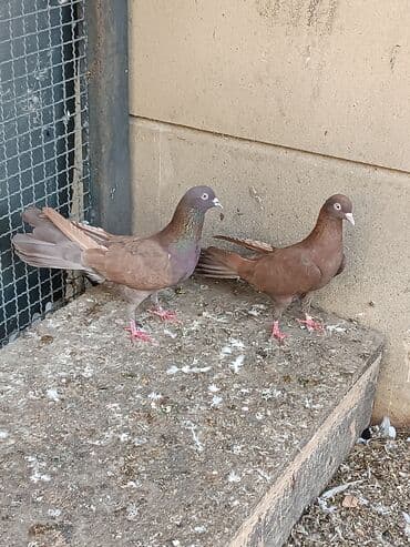 dəvəquşu yumurtası qiyməti: Şəkillərin hamısına baxın. hər cinsdə quşlar satılır . qiymət biri — 6