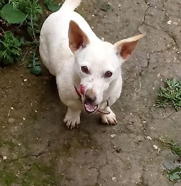 İtlər: 10 ay — 3