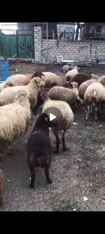 Digər kənd təsərrüfatı heyvanları: Dişi, il: 2, 35 kq, Damazlıq, Ünvandan götürmə — 1