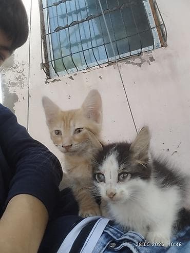 pişik cins: İki balaca pişik balası - Cins: ev pişiyi ana pisik (qısatüklü) - — 1