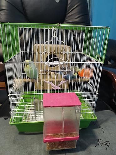 Quşlar: Salam papuqay satılır Cox gozel quşlardi Mehbett quşuda deyillər Qefes — 2