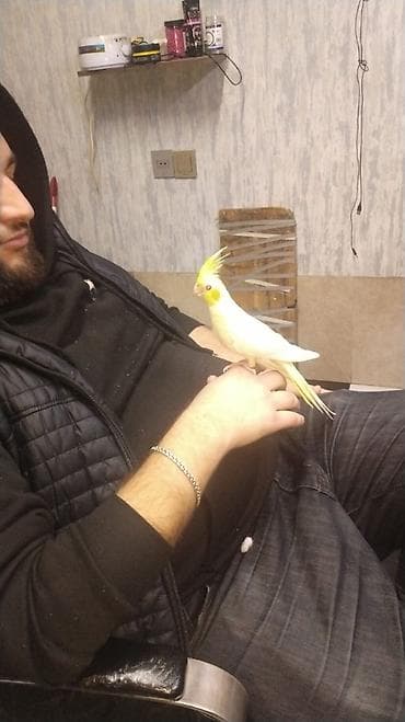 Nimfa (Kakadua) tutuquşuları – sarı-ağ rəngli, yanaqlarında narıncı