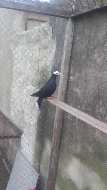 Quşlar: Salam qızğın mayadi — 3