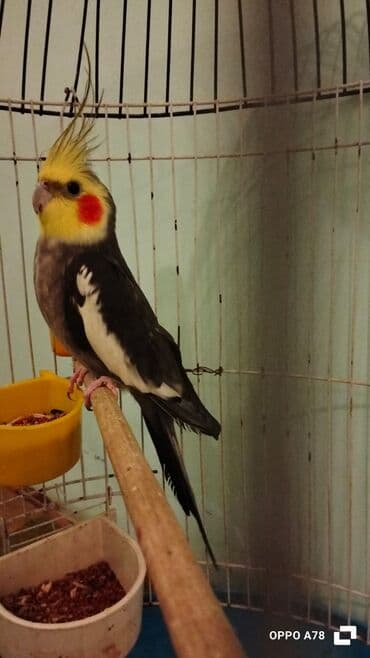 tutuquşu növləri: Nimfa (cockatiel) tutuquşu – klassik rəng forması - Xüsusiyyətlər: baş — 1