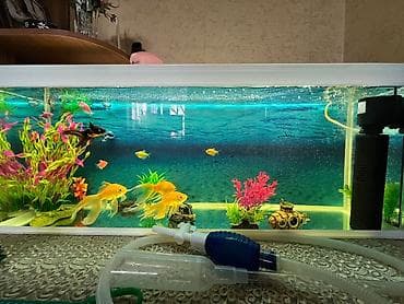 akvarium satisi: Akvaryum komplekti – dekorativ balıqlar və aksesuarlarla - Şüşə — 2