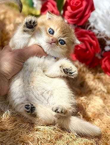 lalafo pisikler: Britan — 1