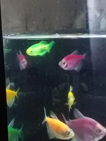 Glofish, Sülhsevər