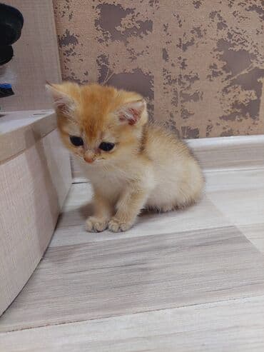 отдам в хорошие руки маленькую пушистую собаку: Qızıl şinşilla, Dişi, Yaxşı əllərə, Ünvandan götürmə — 9