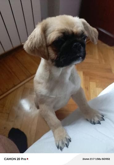 pekinez qiymeti: Pekines — 5