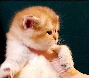 Pişiklər: Britan, Erkək, Yaxşı əllərə, Ünvandan götürmə — 1