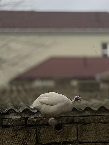 ingilis setter it cinsi: Satılır və ya başqa erkəklə barter edilir heçbir problemi yoxdur — 1