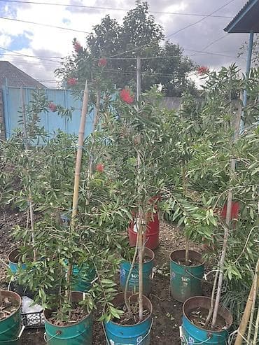 ağ kala: Limon şam ağacı– dekorativ iynəyarpaqlı Lelandra Sekas Finik Tuya — 8