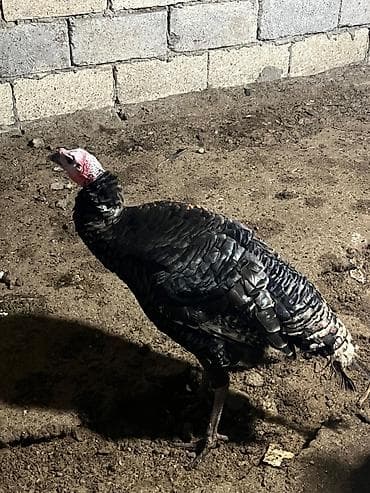 Digər kənd təsərrüfatı heyvanları: Dişi, Amerika, Ətlik, Ünvandan götürmə — 3