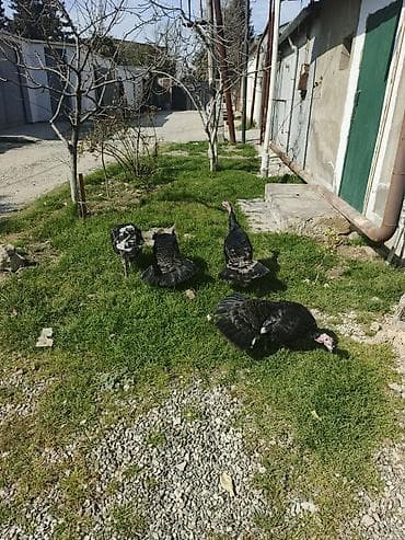 Inəklər, öküzlər: Məhsul: Hinduşka quşları (qara və qarışıq rəngli) Təsvir: - — 3