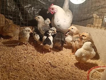 kend cucesi: Toyuq cücələri, Damazlıq — 2