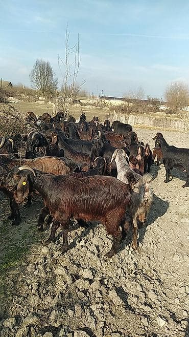 cins piwikler: Super damazliq heleblermiz ve turk kecilermiz geldi kime maraqlidsa — 6