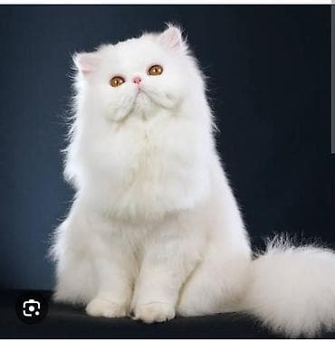 pişiy adlari: Yaxşı əllərə, Ünvandan götürmə — 1