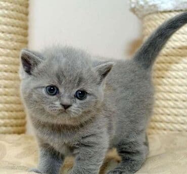 ag pisik: Şotland, Erkək, Dişi, Ödənişli çatdırılma — 1