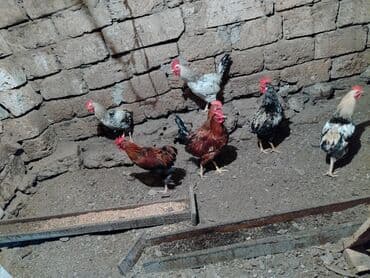xoruzun nece rengi var: Məhsul: Qəfəsdə saxlanılan ev toyuqları (xoruzlar) Təsvir: - — 1