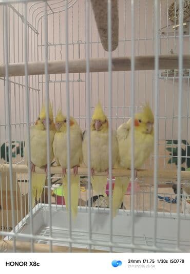 попугай корелла: Təzə yemə düşüblər qəti əl dişləmir lər və əldə dayanırlar biri 40 — 2