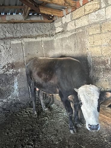 heyvan yemleri: Satışa iri buynuzlu heyvanlar - Cins: qarışıq ətlik (fotoşəkillərdə — 5