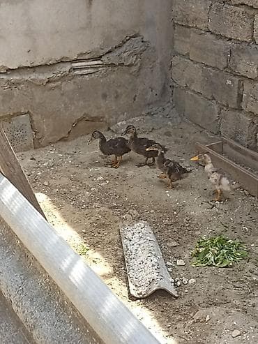 cücə damı: Toyuq cücələri, Damazlıq — 4