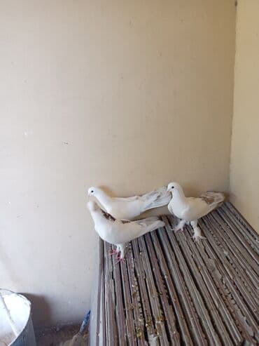 ayliq 10 azn internet: Salam saglam göyərçinlər satılır üçüdə ərkəydi — 2