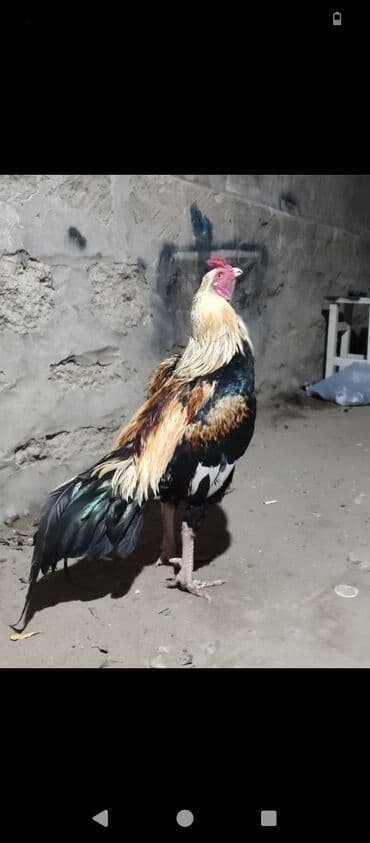 yaponka xoruz: 1 yaş yarimlig çil xoruz satılır 40 manata ucuz qiyməte tam sağlam — 1