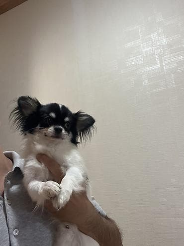 Heyvanlar: Çixuahua, 9 ay, Erkek, Peyvəndli, Ödənişli çatdırılma — 6