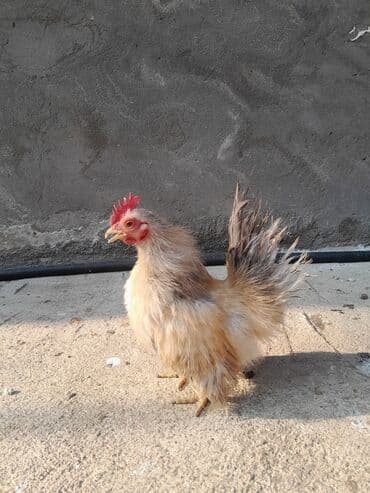 cuce ve xoruz temsili: Serama satılır tək oldugu ücün bu qiymətə qoyulub — 5