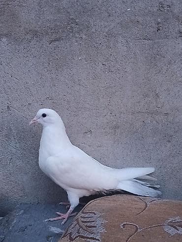 adana göyərçin: Ağ rəngli baxımlı göyərçin - Rəng: tam ağ lələk örtüyü, açıq çəhrayı — 3