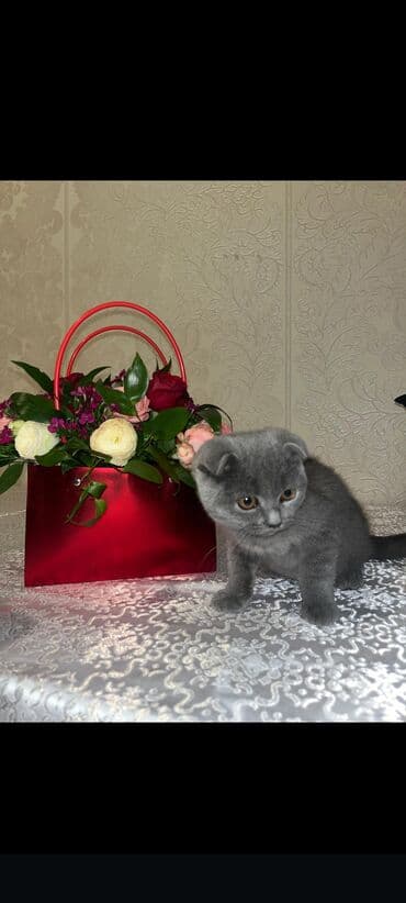 pişik pers: Cins pisikler satilir. İki baladirlar.Tek tekde satilir — 1