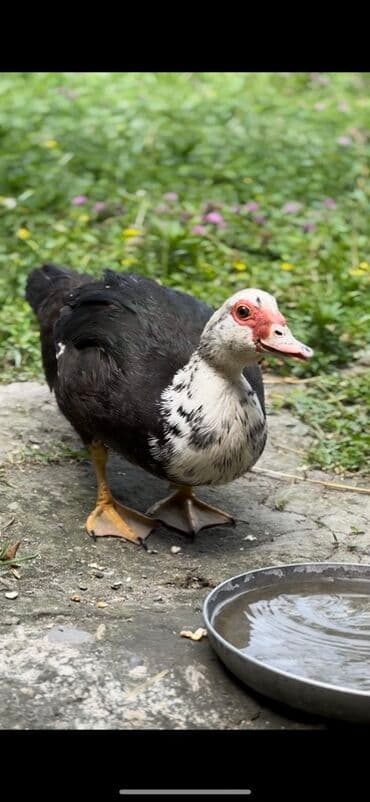 ana arı satışı: Muscovy ördəyi (indoutka) – qarışıq qara-ağ lələklər, qırmızı karnizli — 4
