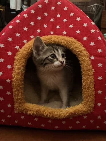 Dişi, Yaxşı əllərə, Ünvandan götürmə