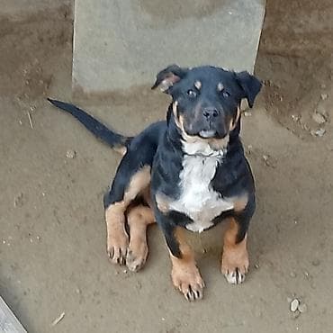 ev itleri ucuz: Rotveyler, Peyvəndli — 3