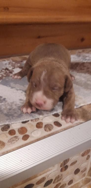 it pitbull: Pitbul, Peyvəndli — 9