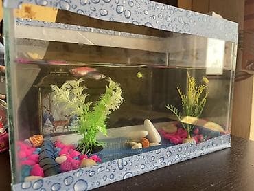 baliğ: Akvaryum dəsti – şüşə akvarium içi bezekli 4 eded Danio baligi ile — 3