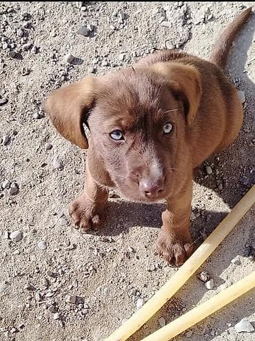 qumru quşu rusca: Koker spaniyel, 2 ay, Dişi, Peyvəndli, Ödənişli çatdırılma — 8