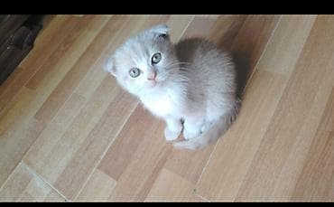 Şotland yastı qulaq