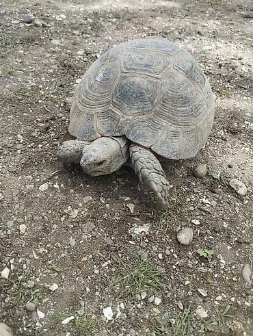 Quruda yaşayan tısbağa balalarida var 10azna verilir - Növ: Quru