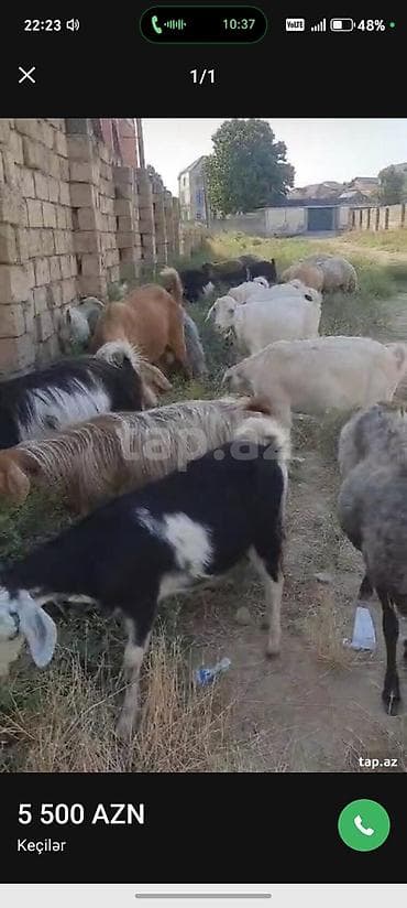 cins keciler: Keçilər və qoyunlar – qarışıq sürü - Sürü tərkibi: müxtəlif rəng və — 3