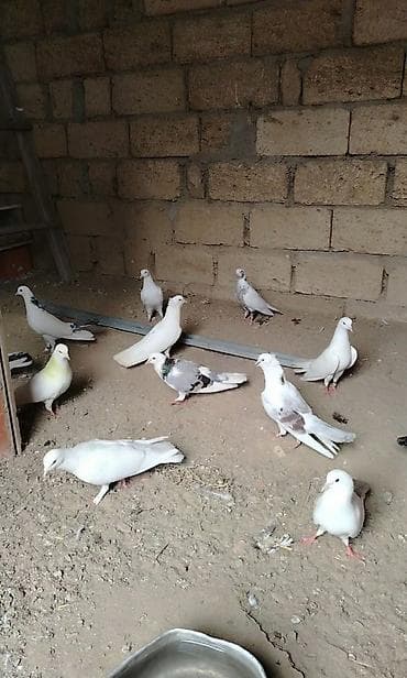 cex quşlar: Tergizilme tumluq quslardi 15 qusdu pula ehtiyac var diye satilir — 1