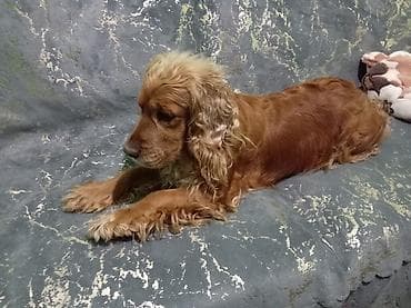 Gəmiricilər: Koker spaniyel — 4