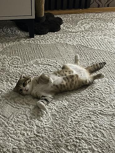 Pişiklər: Şotland yastı qulaq, Dişi, Yaxşı əllərə — 3