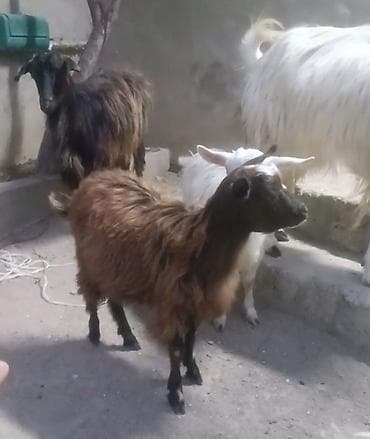 keçi: Cavan heyvan Əkiz bala baların ikisdə dişi Heyvaları gözü qabağında — 3