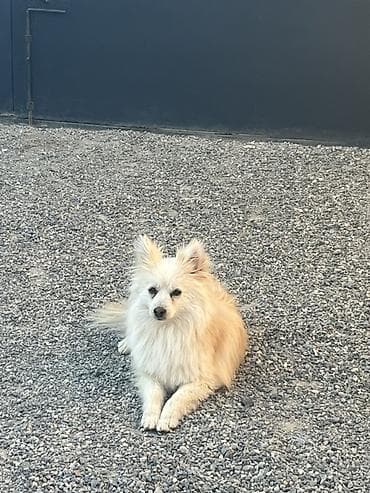 həyət iti: Şpitz, 11 ay, Erkek — 4