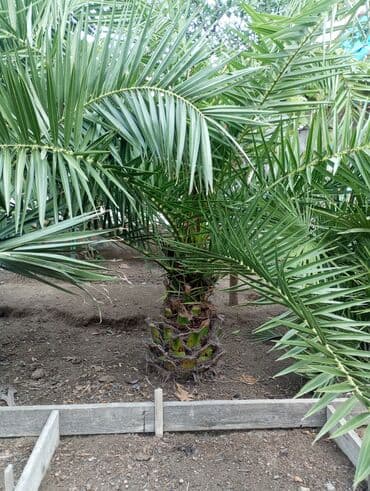 sultan daragi gülü: Деревья — 10